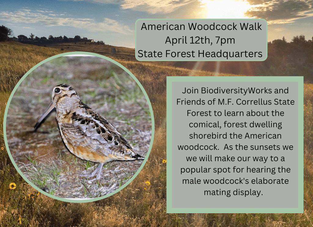 American Woodcock Walk