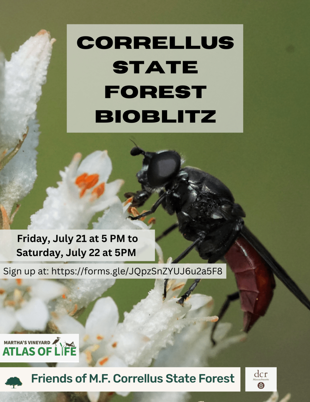 Correllus State Forest&nbsp;Bioblitz